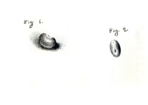 su-di-un-fagiuolo-pietrificato